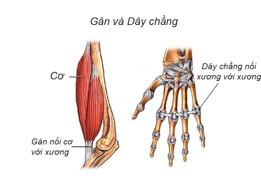 Dinh dưỡng cho gân và dây chằng